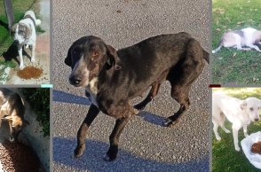 Τα Φιλοζωικά Σωματεία της Λάρισας μιλάνε για τους κινδύνους της επόμενης μέρας