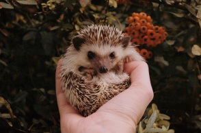 Θεσσαλονίκη: Καταγγελία φιλοζωικού σωματείου για θανάτωση και σούβλισμα σκαντζόχοιρων - Το σοκαριστικό περιστατικό διερευνάται από τις αρχές - Σκληρές εικόνες.