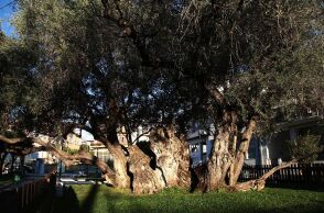 Πού βρίσκεται η αρχαιότερη ελιά της Αττικής;