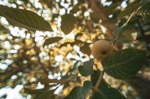 «Μια βραδιά κάτω από την ελιά»