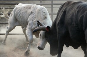 Τρομακτικό βασανιστήριο σε ταύρο στη Βαλένθια
