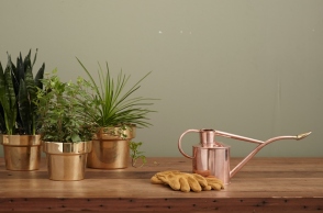 Τάσεις φυτά 2024