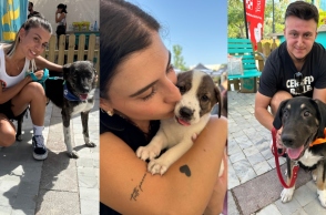 Pet City x Dogs Voice 