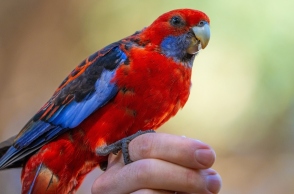 5 ασυνήθιστα ζώα βοηθοί