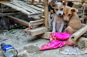 Εκκλήσεις για χώρους φιλοξενίας ζώων και σίτισής τους στην Καρδίτσα