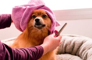 4 στέκια που θα λατρέψει το ζωάκι σου