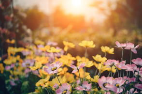 cover flowers garden