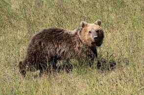 Αρκτούρος: Η αρκουδίτσα «Γλύκα» επέστρεψε στη φύση