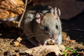 Αρουραίοι: Έρευνα έδειξε πως έχουν κάποιου είδους φαντασία