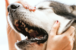 Αυτισμός στα σκυλιά