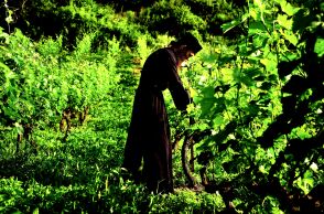 Αμπέλια στη Μονή Αγίου Νικολάου