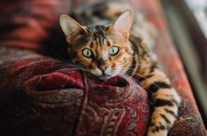 Η Εξημέρωση της Γάτας