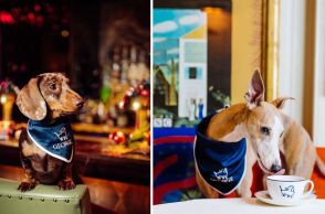 George, ανακαινίστηκε η φιλικότερη σε σκυλιά λέσχη στο Λονδίνο - Με ειδικό για κατοικίδια μενού, καλλιτεχνικά έργα και το πελώριο ανάγλυφο ενός dachshund.