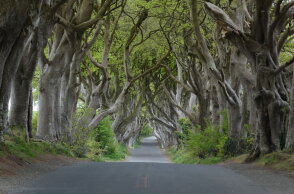 dark_hedges