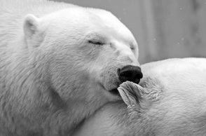 10 fun facts για τα ζώα