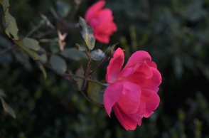 Λουλούδι για τους εορτάζοντες σήμερα 26 Νοεμβρίου 2023