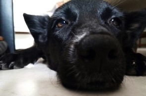 Τι είναι το «Σύνδρομο του Μαύρου Σκύλου και Γάτας» 