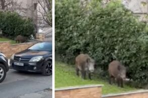 Θεσσαλονίκη: Αγριογούρουνα έκαναν την εμφάνισή τους σε κατοικημένη περιοχή στην Καλαμαριά και στη Χαριλάου - Αναζητούν τροφή - Οι συστάσεις του δημάρχου.