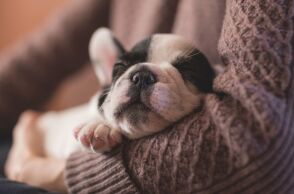 Δημήτρης Παπαστεργίου: «Έρχεται ψηφιακή πλατφόρμα για τα ζώα συντροφιάς» - Σε λίγες μέρες ξεκινάει ο ψηφιακός βοηθός του gov.gr.