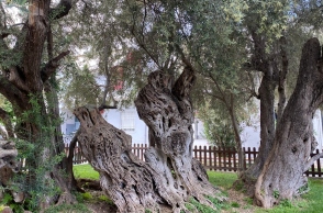 Σε ποιά περιοχή της Αθήνας βρίσκεται η Ελιά του Πεισίστρατου;