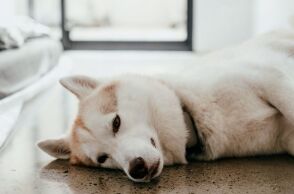 Αράχωβα: Υπάρχει φωτογραφικό υλικό που δείχνει τον Όλιβερ δίπλα-δίπλα με κάποιον άνθρωπο