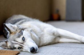 Αράχωβα: Ξεχειλίζει η οργή για το νεκρό χάσκι 