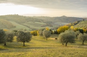 Πράσινο Λάδι: Δημιουργώντας ένα οικολογικό και πιο «πράσινο» αύριο