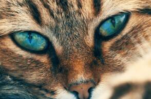 Πώς θα καταλάβεις αν η γάτα σου έχει οφθαλμολογικά προβλήματα