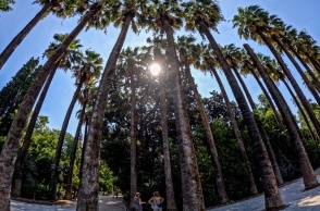 Ο ήλιος κρυμμένος πίσω από τους φοίνικες στον Εθνικό Κήπο