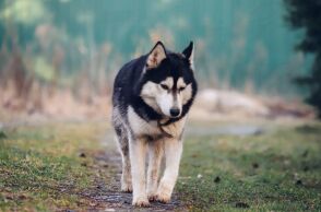 Τα νέα σενάρια για τον θάνατο του χάσκι στην Αράχωβα