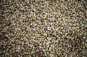 Σπόροι τσία