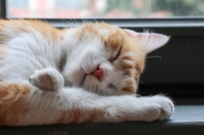 Το μυστήριο του γουργουρίσματος της γάτας