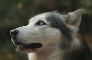 Συνεχίζονται οι έρευνες για τον μυστηριώδη θάνατο του Όλιβερ στην Αράχωβα