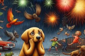 Πυροτεχνήματα, ζώα και ζωάκια