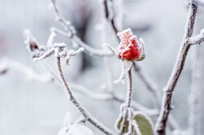 Εορτολόγιο: Σήμερα, 13 Ιανουαρίου, γιορτάζει…