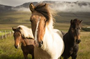 Γρεβενά: Πυροβόλησαν, σκότωσαν και τεμάχισαν πέντε άλογα 