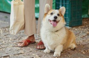 Περιττώματα ζώων στο δρόμο: Mε DNA θα εντοπίζονται οι ιδιοκτήτες στην Ιταλία