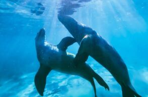 Ηράκλειο: Φώκιες εθεάθησαν στο λιμάνι της πόλης