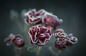 Εορτολόγιο: Σήμερα 29 Δεκεμβρίου 2024 γιορτάζει…