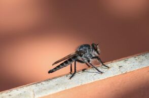 Ραγδαία εξάπλωση στην Ευρώπη για το κουνούπι τίγρης