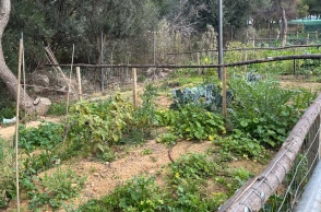 Ένα πρωινό στον κοινωνικό λαχανόκηπο της Πετρούπολης