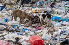 Πάνω από 500 σκυλιά ζουν στη χωματερή της Ξάνθης