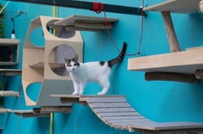 Πού θα πιεις καφέ συντροφιά με πάμπολλες γατούλες (που μπορείς και να υιοθετήσεις);