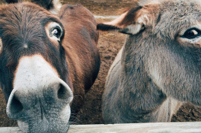 Λένε οι γάιδαροι τους γάιδαρους κεφάλες