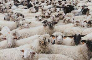 Αυστραλία: Αβοήθητο καράβι με επιβάτες 16000 πρόβατα και βοοειδή