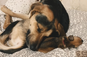 Είναι καλό να κοιμόμαστε με το κατοικίδιό μας; 