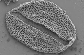 Ένα μόριο απολιθωμένης γύρης από φοίνικα που κάποτε φύτρωνε στην κοιλάδα Bighorn, όπως φαίνεται σε ηλεκτρονικό μικροσκόπιο