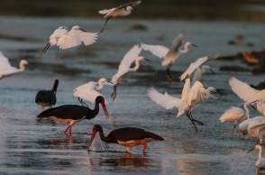 2 Φεβρουαρίου: Παγκόσμια Ημέρα Υγρoτόπων