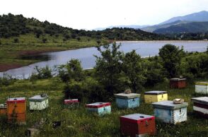 Βουλή: Χορηγήθηκαν 1.200 κυψέλες στην Ομοσπονδία Μελισσοκομικών Συλλόγων Ελλάδος - Συνδράμει στο έργο ανάταξης των πληγών του αγροτικού κόσμου.