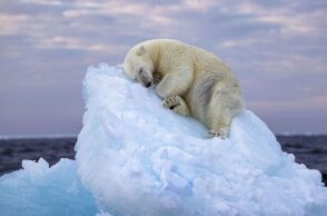 Oι καλύτερες φωτογραφίες άγριας ζωής για το 2023